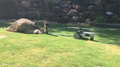 Emu Enjoys Sprinkler on Hot Day