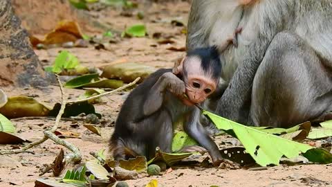 Funny Animal# Baby monkey#52# love animal.