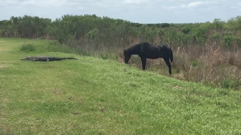 Crocodilo foi atacado por um cavalo e o momento é filmado por turistas