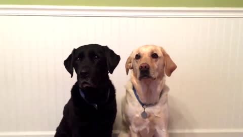 Dogs reaction when watching a tennis match melt your heart