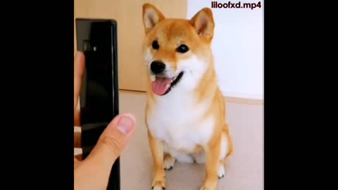DOG REACTS TO PHONE COMPILATION #3