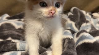 Kitten Wears a Tiny Sombrero