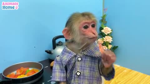 Baby ordination monkey