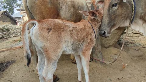 Baby playing with mother