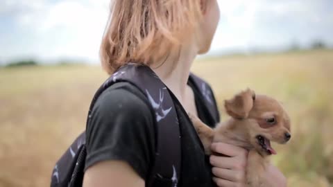Beautiful young woman carries on her chihuahua puppy hands on the field