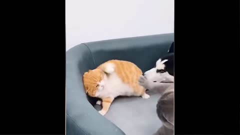 funny cats and dogs videos try not to laugh