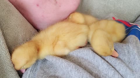 Tired Ducklings Struggle to Hold Their Heads Up