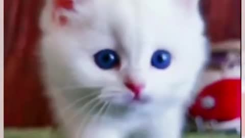 Funny &Cute cat Video Compilation Mr Cute Cats#shorts
