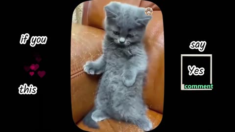 These Little Cats - Kittens Playing So Cute And Funny