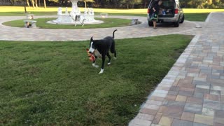 Gran Danés ayuda con las compras, lleva las galletas para perro adentro