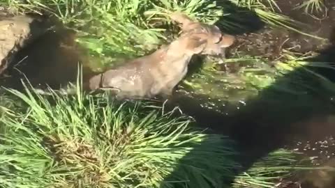 Coyote Pup Saved from Flooding Culvert