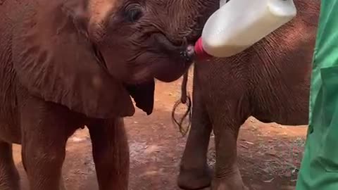 Baby Elephant Tries to Hold His Own Milk Bottle