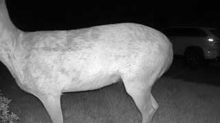 Whitetail deer in my Cypress (Houston) neighborhood - August 13, 2023 0242