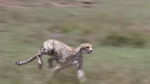 Big Cat Chasing Deer | Tiger very fast Runner Animals