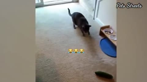 Funny animals - Funny cats / dogs - Funny animal videos / Best videos 2023