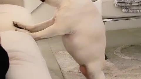 🐕 I've never seen a dog without an ass