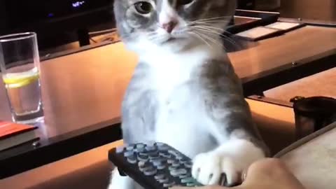 Grey and white cat slapping tv remote