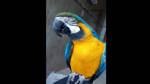CANINDÉ MACAW SHOWING THE TONGUE AND TALKING