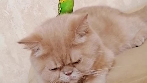 Кот и птица, милые животные #48