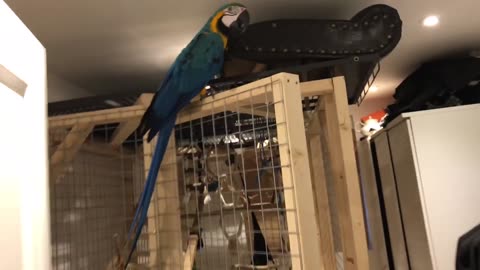 10Bird Tricks in 1minute To His Room mikey The Macaw