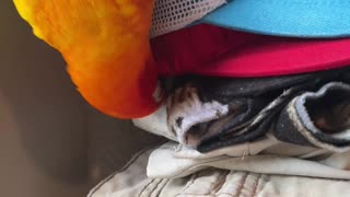 Parrot insists on licking his dad's hats before he wears them