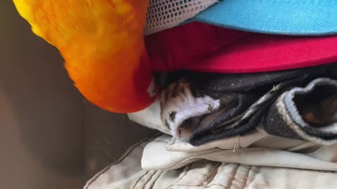 Parrot insists on licking his dad's hats before he wears them