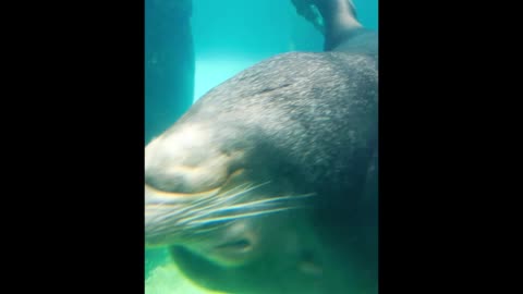 Sea Lion Coming Into Your Screen