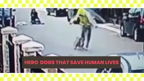 Hero Dogs That Safe Human Lives