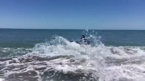 Massive Great White Shark Stuck Near Beach