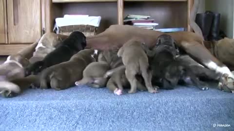 Pit Bull Puppies - 2 Weeks Old