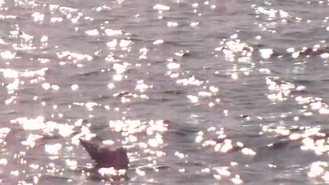 Bird Swimming in the Mediterranean Sea