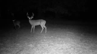 Texas Night Hogs & Deer Weekly, 12/15/23