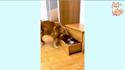 Funniest 🐶 Dogs - Try Not To Laugh 🤣 - Funny Pet Animals- Funny And Cute Kitten Cat Dog Puppies