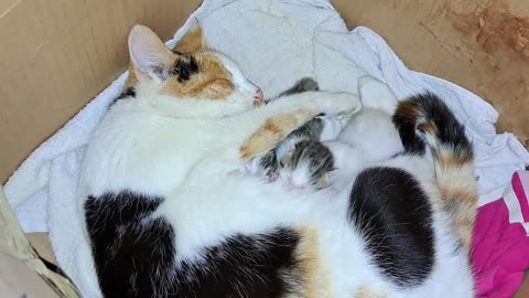 A mother cat is nursing her kittens. These kittens are so cute.