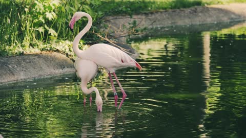 Birds Swimming With Art