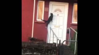 The cat knocks on the door