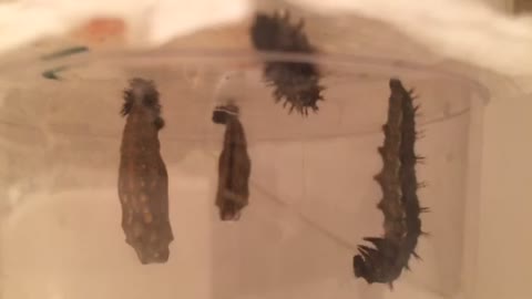 Time lapse: Painted Lady Caterpillars forming