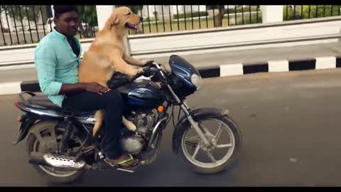 Dog Driving A Bike (Dog Rides on Motorcycle)