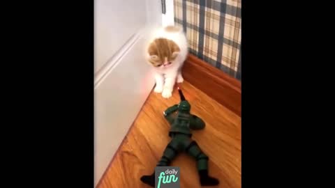 Have Fun With This Cute Cats - Funny Animals