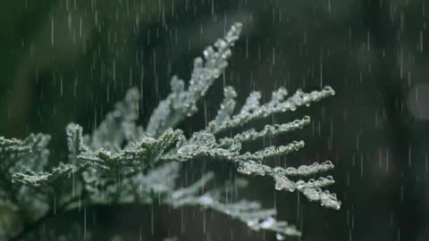 Rain for Sleep and Relaxation, Sleep, Relax, Stress Relief, Insomnia, Meditation