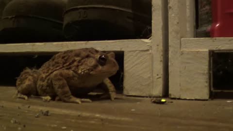 Strong frog