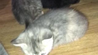 Cute Kittens