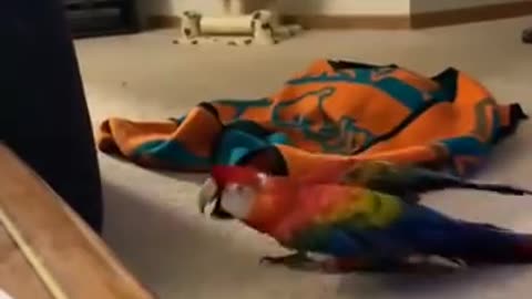 Parrot Screams During Peekaboo || ViralHog