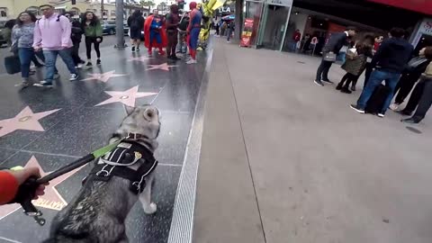 Cute Siberian Husky HOWLING At Performers STEALS THE SHOW