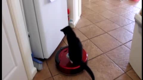 Kitten Gives Darth Vader-Like Vibes While Riding Robot Vacuum