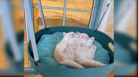 Baby Cats: A Collection of Cute and Funny Cat Videos