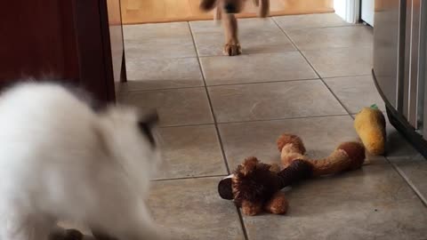 Puppy with Zoomies Runs into Cat