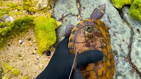 Lucky sea turtle were rescued in time to remove barnacles and the net clinging to the shell