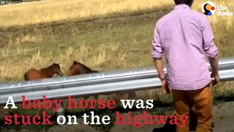 Baby Horse Stranded On Highway Gets Rescued