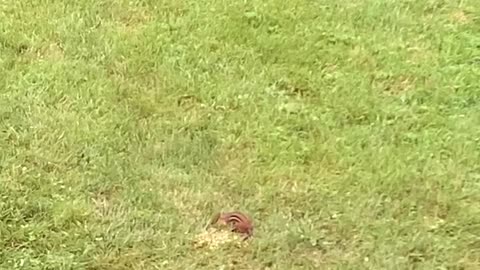 Chipmunk Stashing Breakfast . Corn and Sunflower Seeds 7.17.2021